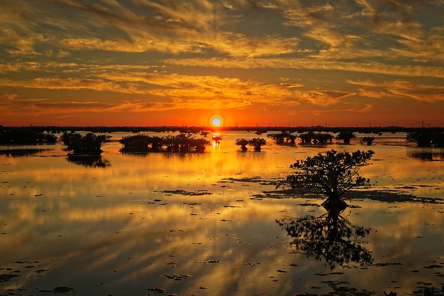 Sunset at the Salt Marsh Mangroves by Roy Thoman Sunset at the Salt Marsh Mangroves by Roy Thoman