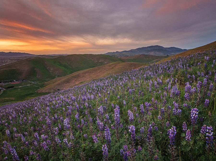 Sunset At Wildflowers Fields Photograph by April Xie