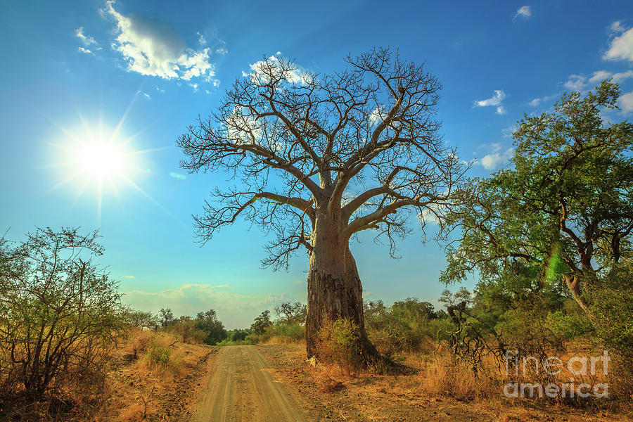 sunset Baobab South Africa Photograph by Benny Marty