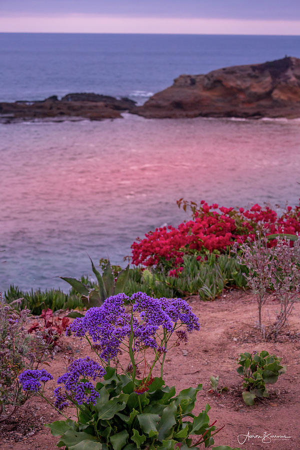Sunset Beach Flowers Photograph by Aaron Burrows