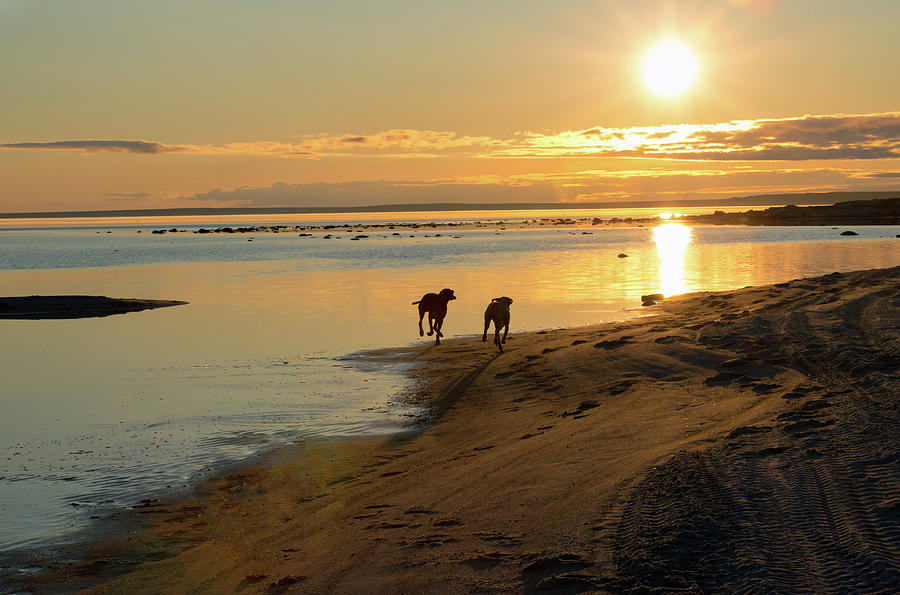 Sunset Beach Run Photograph by Denise LeBleu