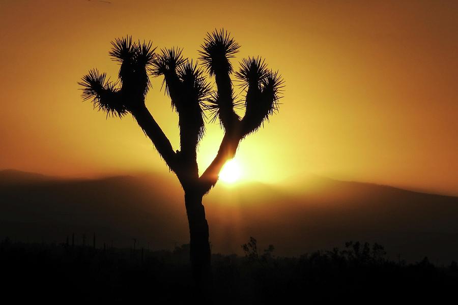 Sunset behind Joshua Tree by NaturesPix Sunset behind Joshua Tree by NaturesPix
