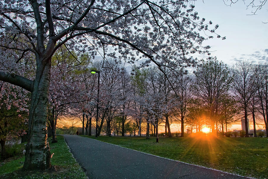 Sunset Behind Path Of Cherry Blossom Photograph by Kalim Saliba