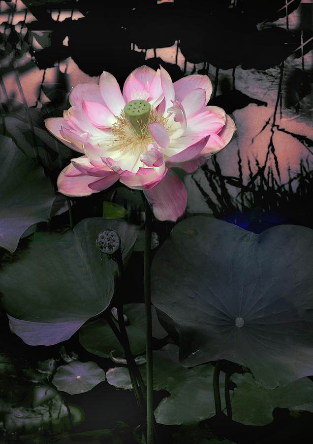 Lotus Photograph - Sunset Blush by Jessica Jenney Lotus Photograph - Sunset Blush by Jessica Jenney