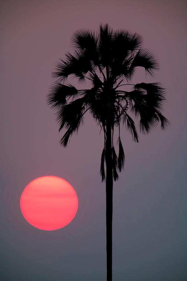 Sunset, Botswana Photograph by Mint Images/ Art Wolfe