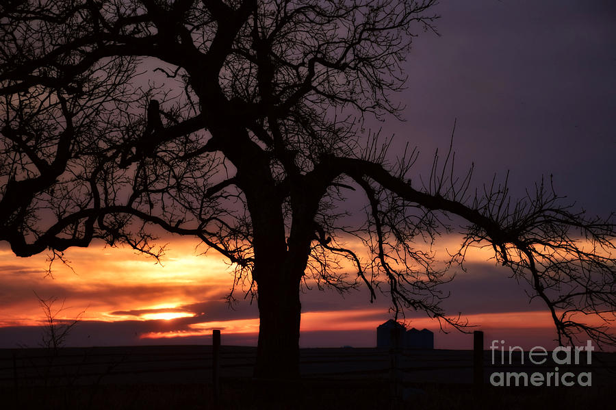 Sunset Branching Out Photograph by Kathy M Krause