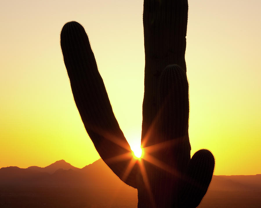 Sunset Cactus Photograph by Kencanning