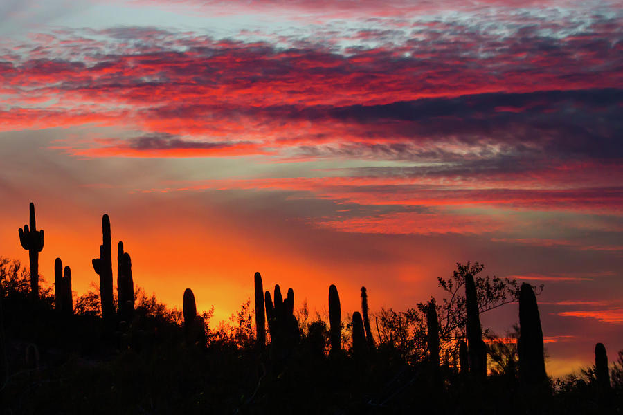 Sunset Cactus Silhouettes 2 Photograph by Rolf Jacobson - Fine Art America