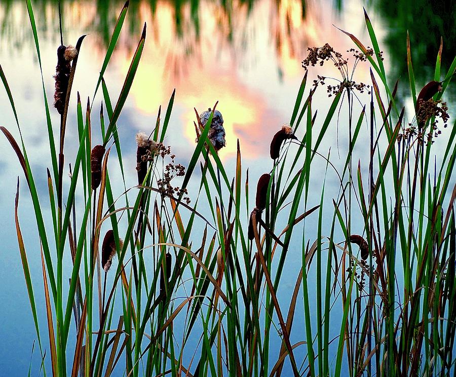 Sunset Cattails On Pond Photograph by Alida M Haslett