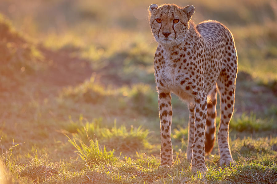 Sunset Cheetah Photograph by Alessandro Catta