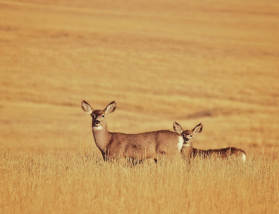 Sunset Deer Photograph by Amanda Smith