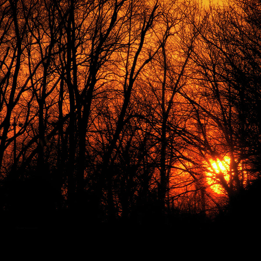 Sunset Fire In the Woods SQ Format Photograph by Thomas Woolworth ...