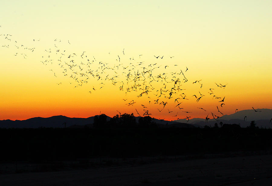 Sunset Flight Photograph by Anthony Jones