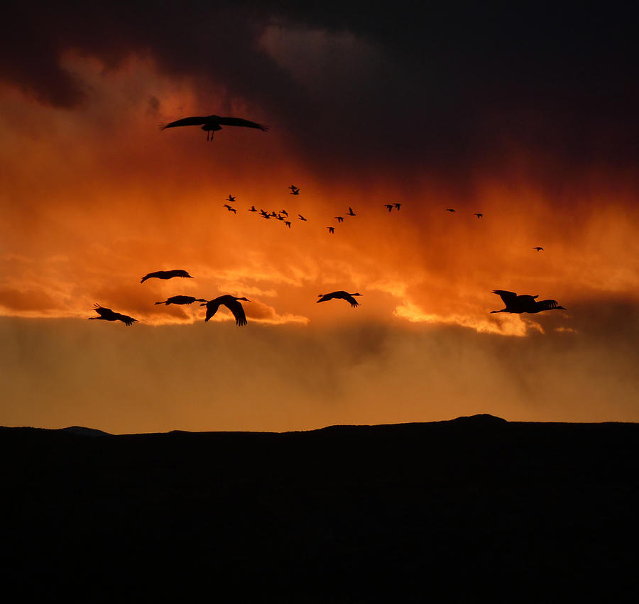Sunset Flight Photograph by Bob Geary