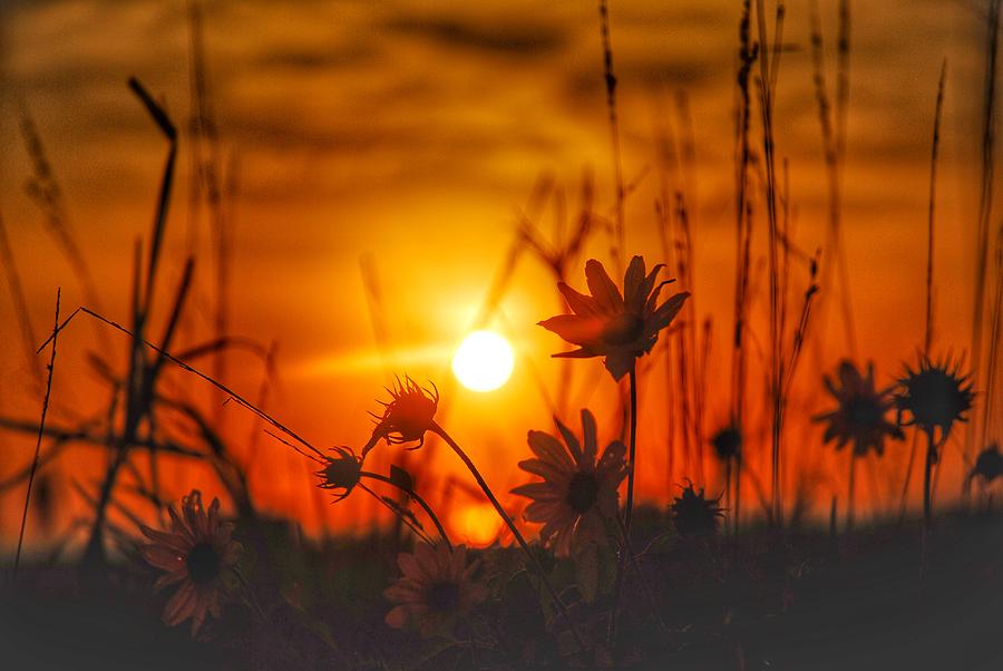 Sunset Flowers Photograph