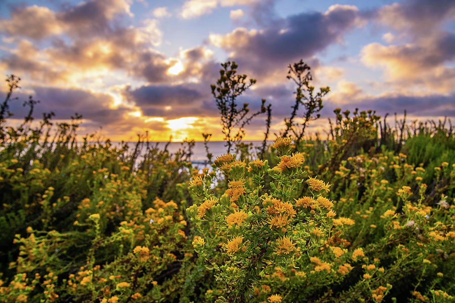 Sunset Flowers Photograph by Local Snaps Photography