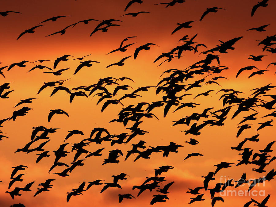 Sunset Flyby Photograph by Scott Cameron