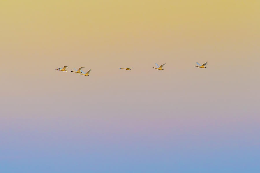Sunset Flying Photograph by Rob Li