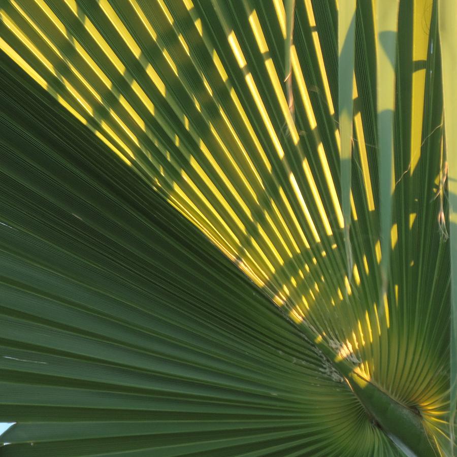 Sunset Fronds Photograph by Bill Tomsa