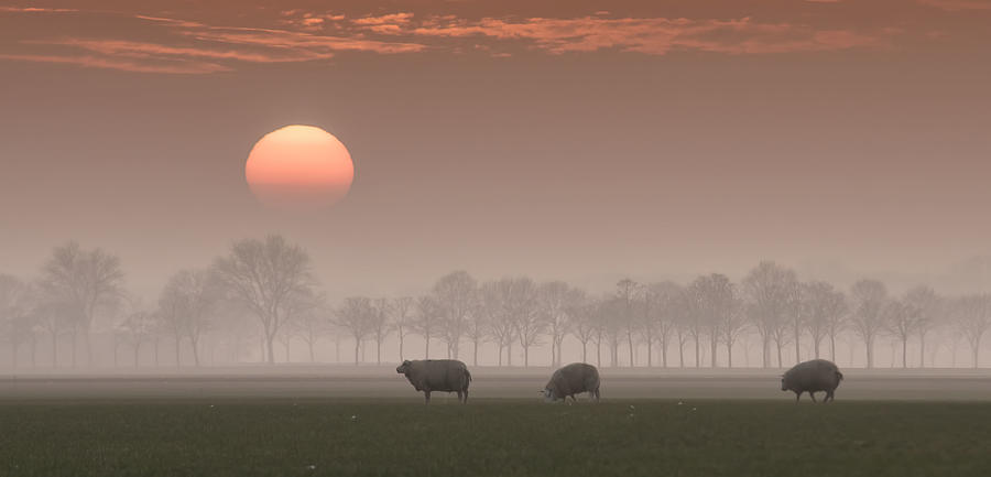 Animal Photograph - Sunset by Gert Van Den Bosch