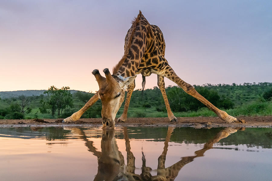 Sunset Giraffe Drinking Photograph by Francoisventer