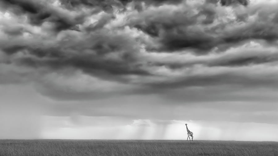Sunset Giraffe Photograph by Yun Wang
