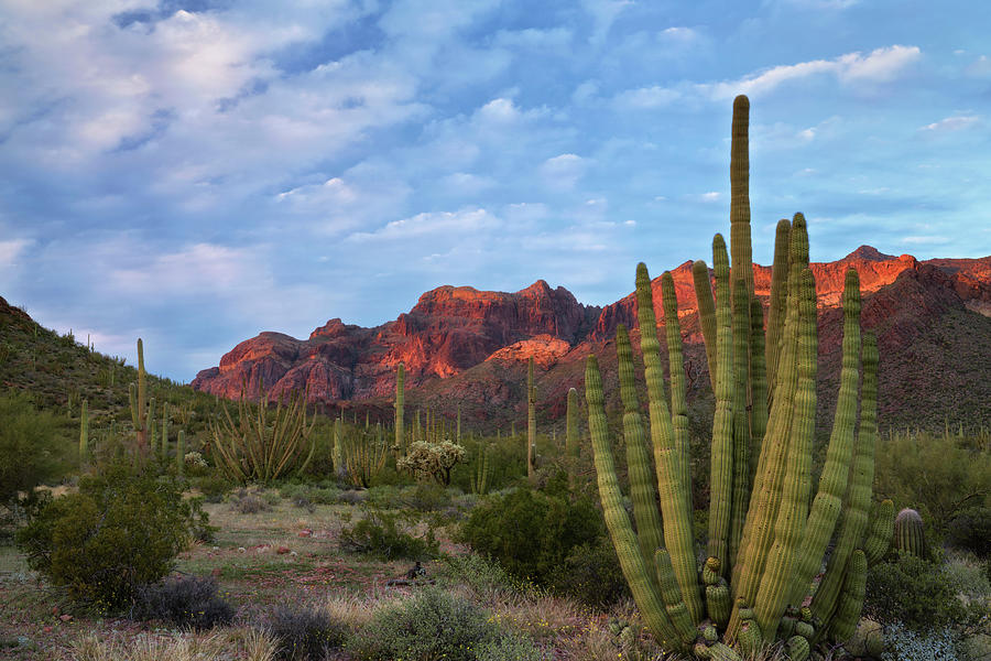 Sunset glow on the Ajo Mountain Range along Arizona's southern most ...