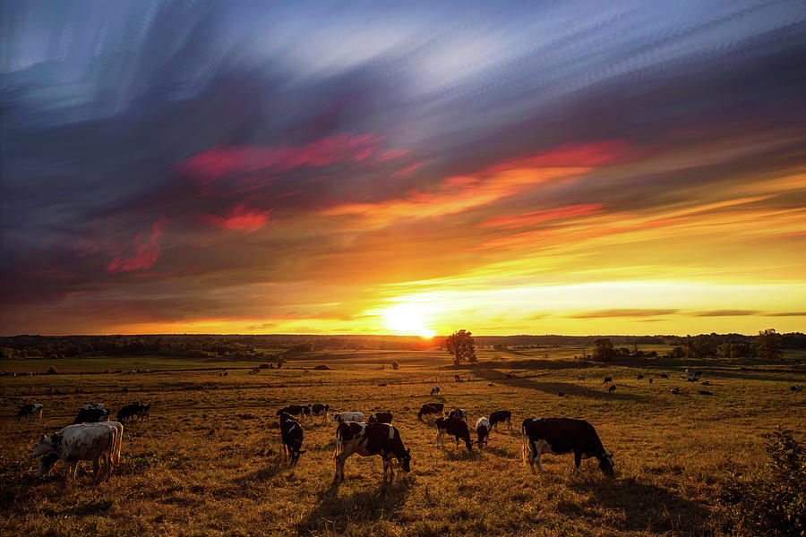 Sunset Grazers Photograph by Matt Molloy