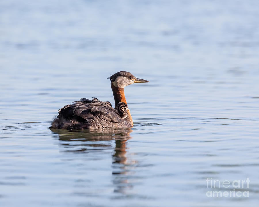 Sunset Grebes Photograph by Alma Danison