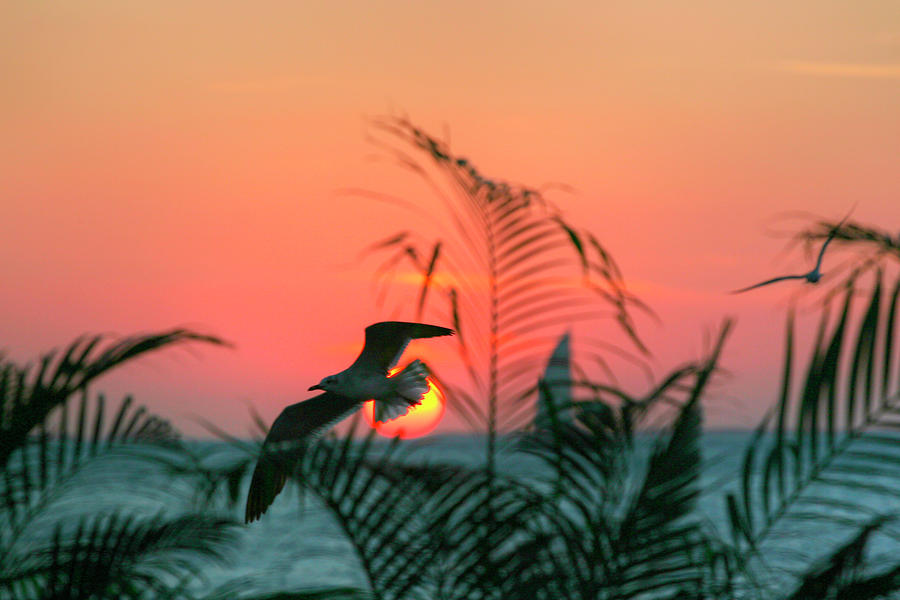 Seagull Photograph - Sunset Gull And Fronds by Robert Goldwitz
