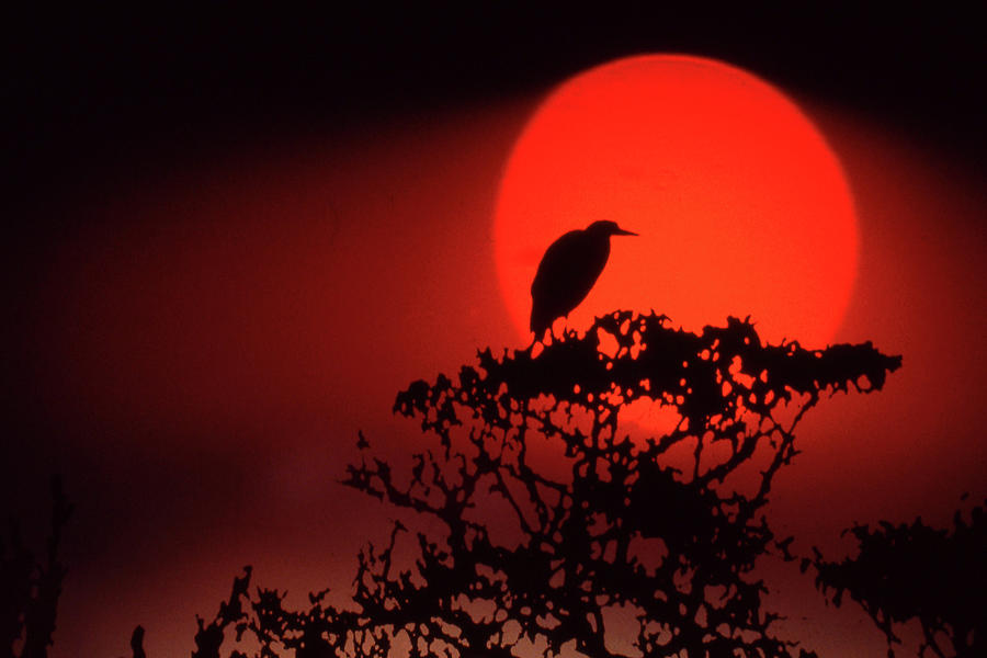 Sunset Heron Photograph by Jerry Griffin