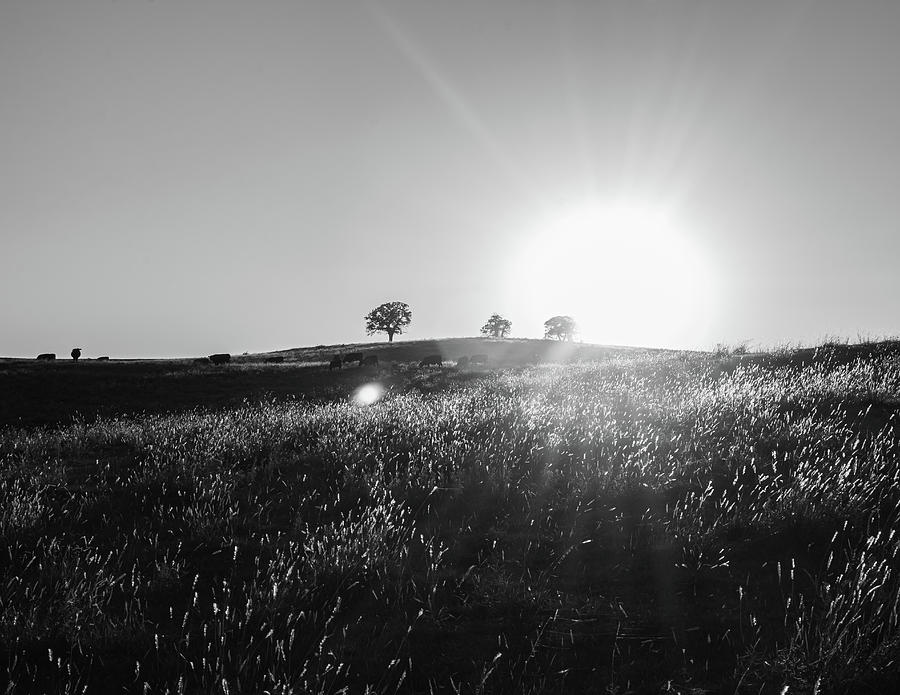 Sunset in Black and White Photograph by Hillis Creative