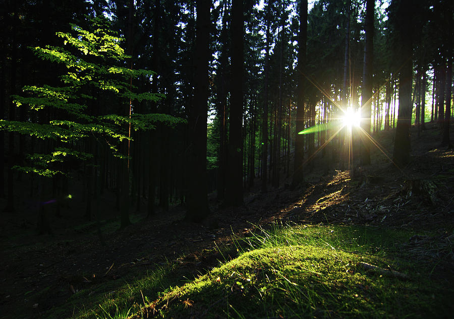 Sunset In Forest Photograph by Created By Tomas Zrna