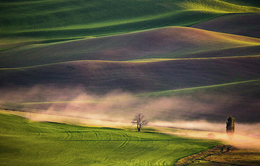 Tree Photograph - Sunset In Palouse by April Xie