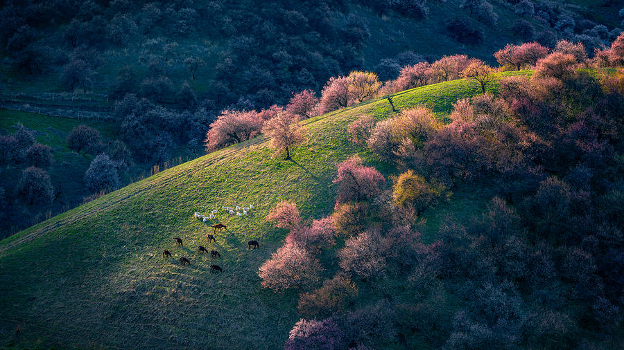 Spring Photograph - Sunset In The Primitive Wild Apricot Forest by Hua Zhu