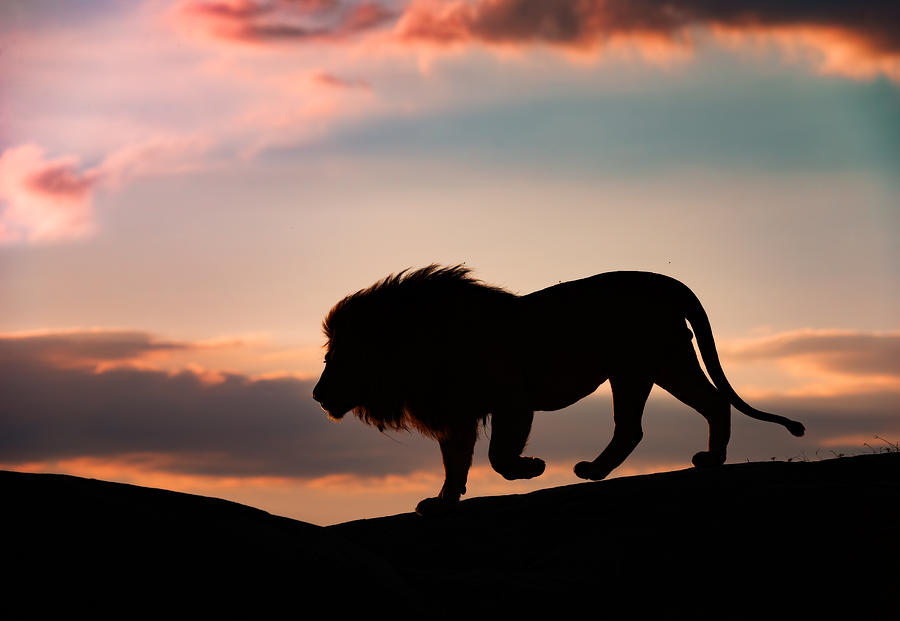 Sunset In The Serengeti Photograph by Mario Vigo