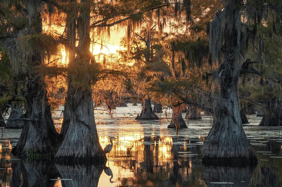 Sunset in the swamps of Caddo Lake Photograph by Martin Podt - Fine Art ...