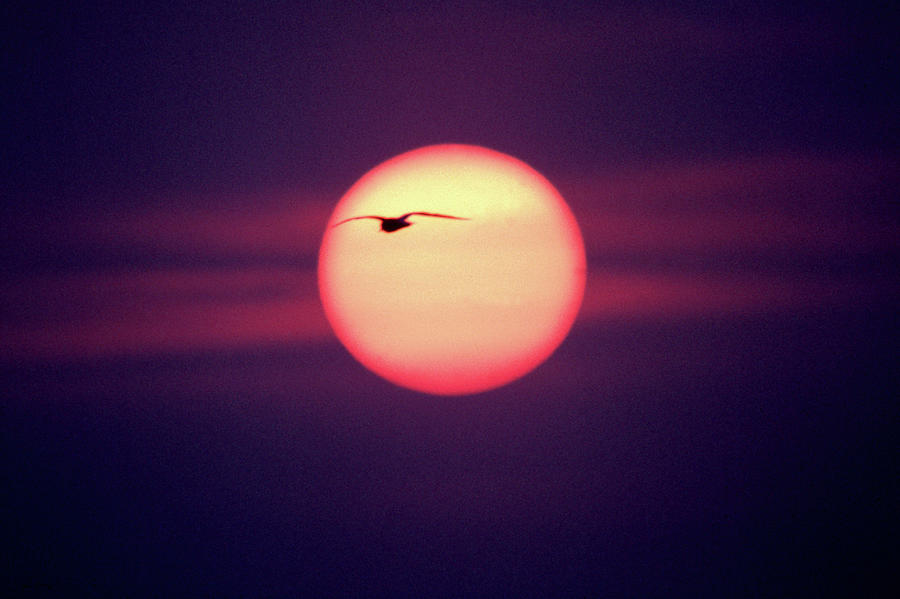 Sunset Photograph by John Foxx
