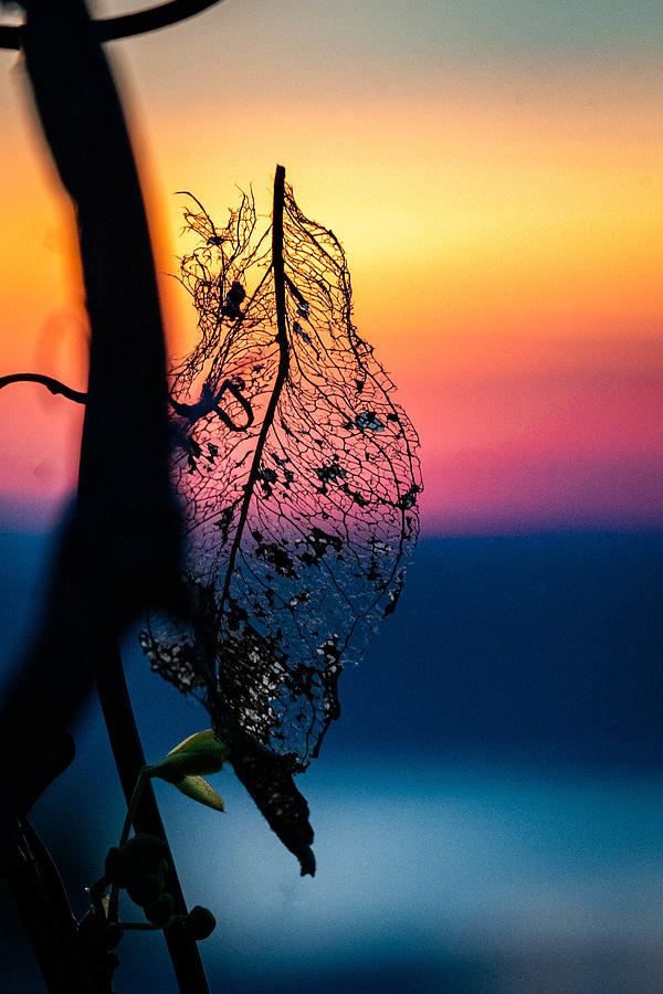 Abstract Photograph - Sunset Leaf by Marija Kordi?