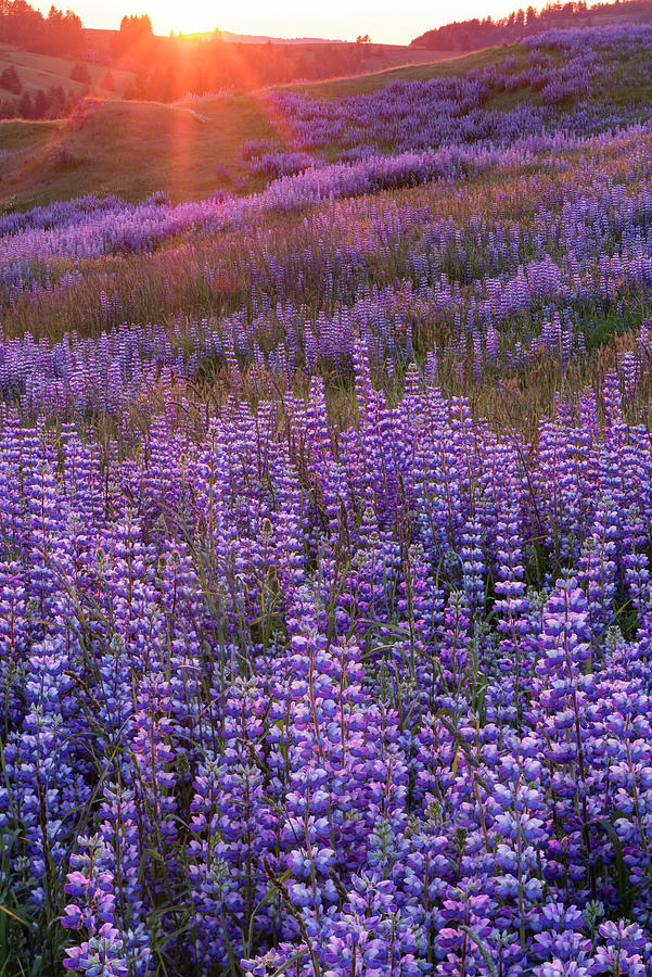 Sunset Lupine In Redwood Natl Park Photograph by Jeff Foott
