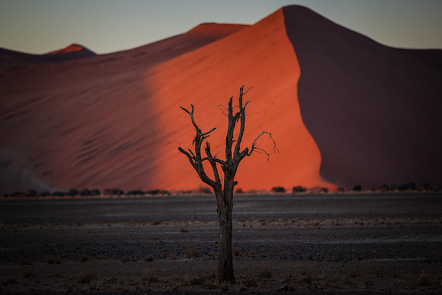 Tree Photograph - Sunset. Namib Desert by Jamil Badalov