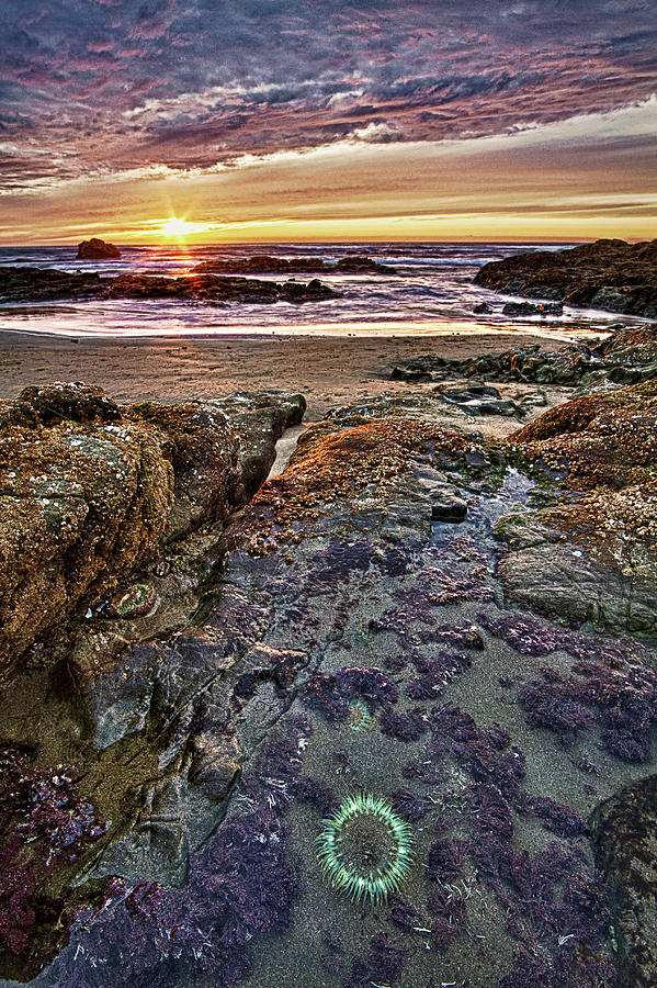 Sunset Near Ocean Photograph by Alice Cahill