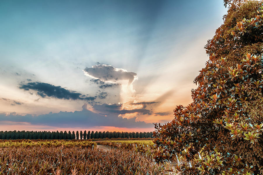 Sunset on green farmlands in Italy Photograph by Vivida Photo PC