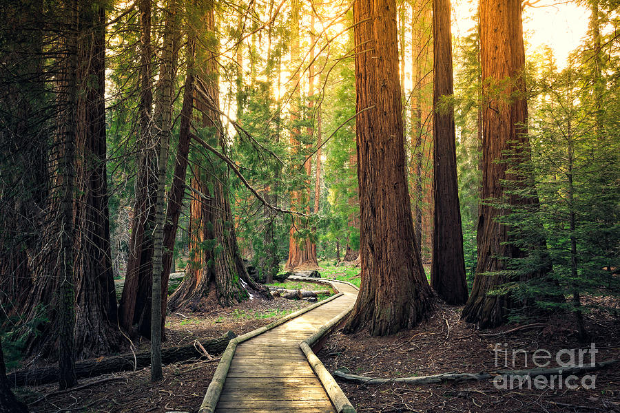 Forest Photograph - Sunset On The Forest Path Sequoia by Stephen Moehle