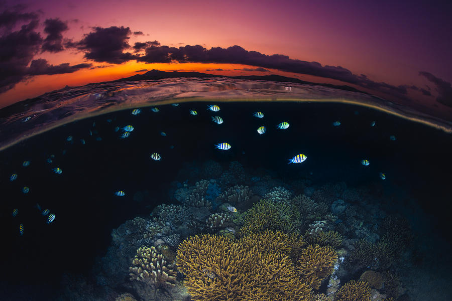 Fish Photograph - Sunset On The Reef by Barathieu Gabriel