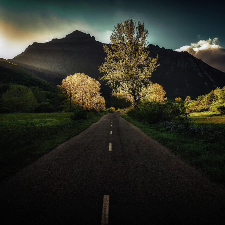 Tree Photograph - Sunset On The Road by Marco Antonio Cobo