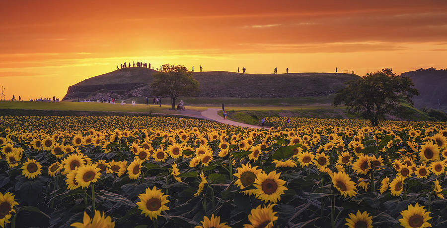 Sunset On The Sunflower Field Photograph by Tiger Seo
