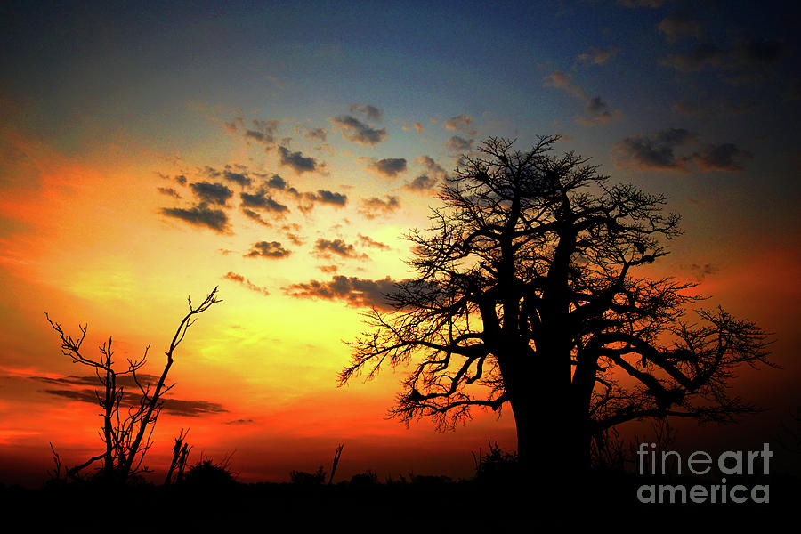 sunset on the Zambezi Photograph by Darcy Dietrich