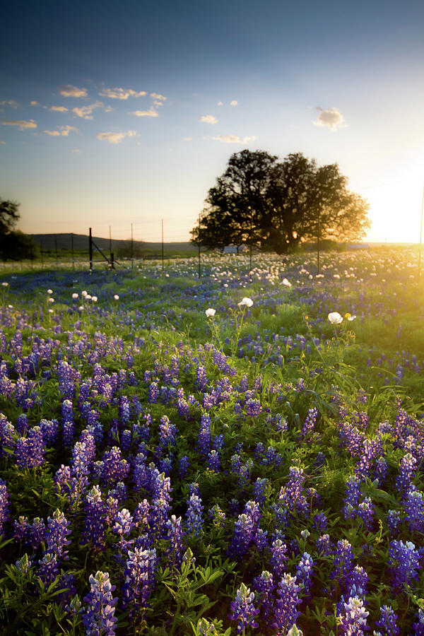 Sunset Over A Field Of Texas Bluebonnets Photograph By Photography By