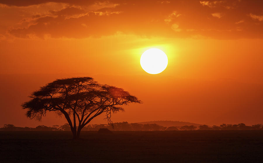 Sunset Over A Lone Acacia Tree In Amboseli National Park, Amboseli ...